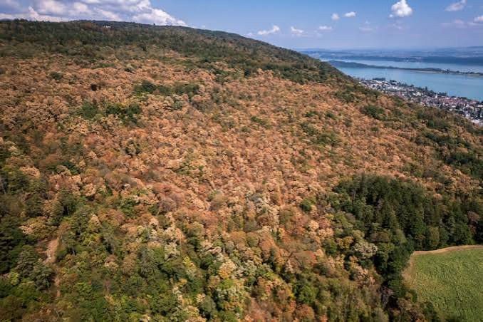 La mortalité des arbres a plus que doublé en dix ans en France