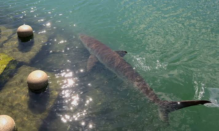 À Busan, un requin de 3,5 mètres attire les curieux